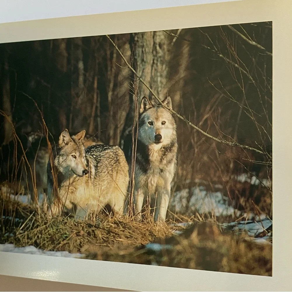 Wolves Postcard Collection Vintage 1990 International Wild Center Set Of  Pics